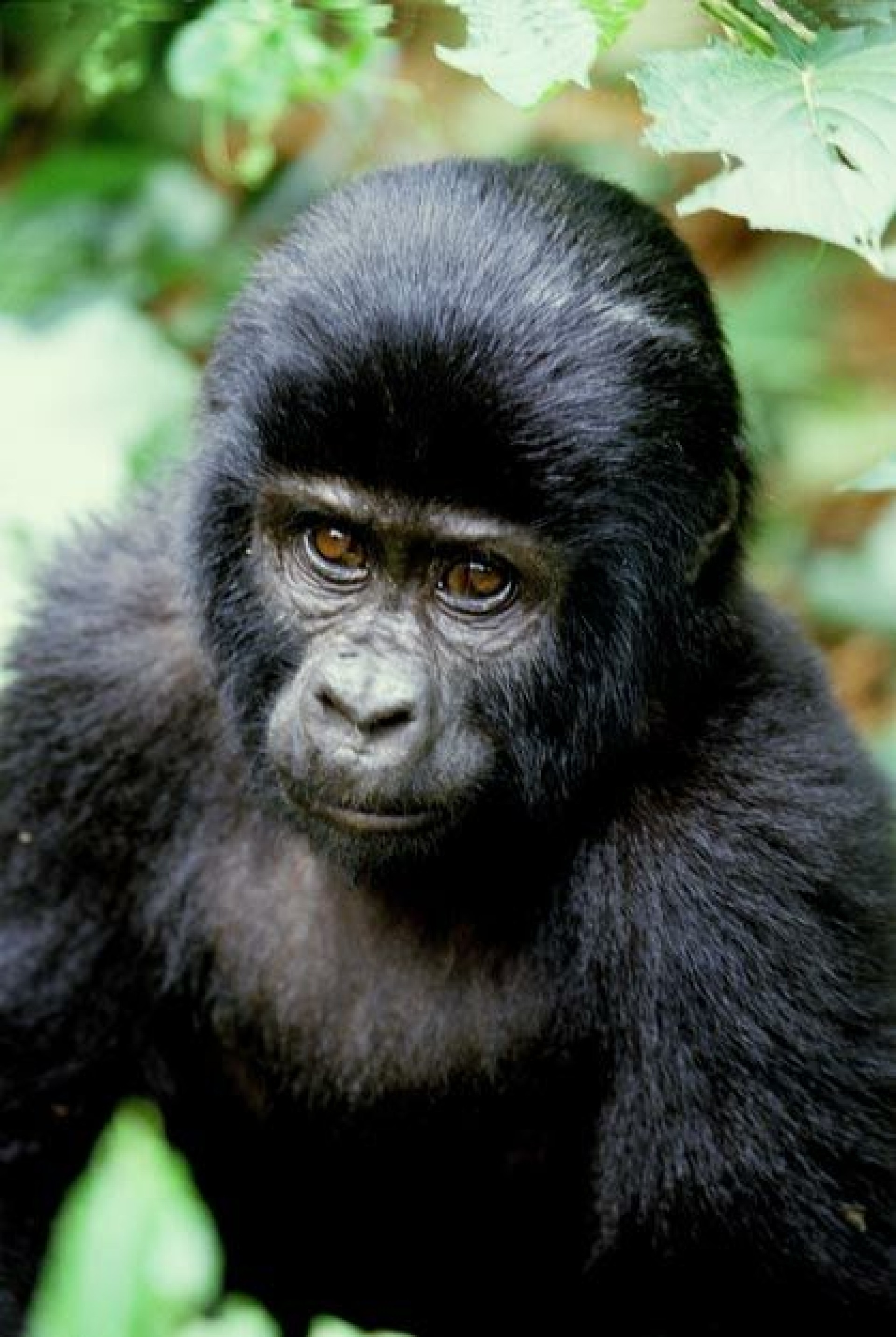 LA SENDA DELS GORIL·LES [EXODE 2026]