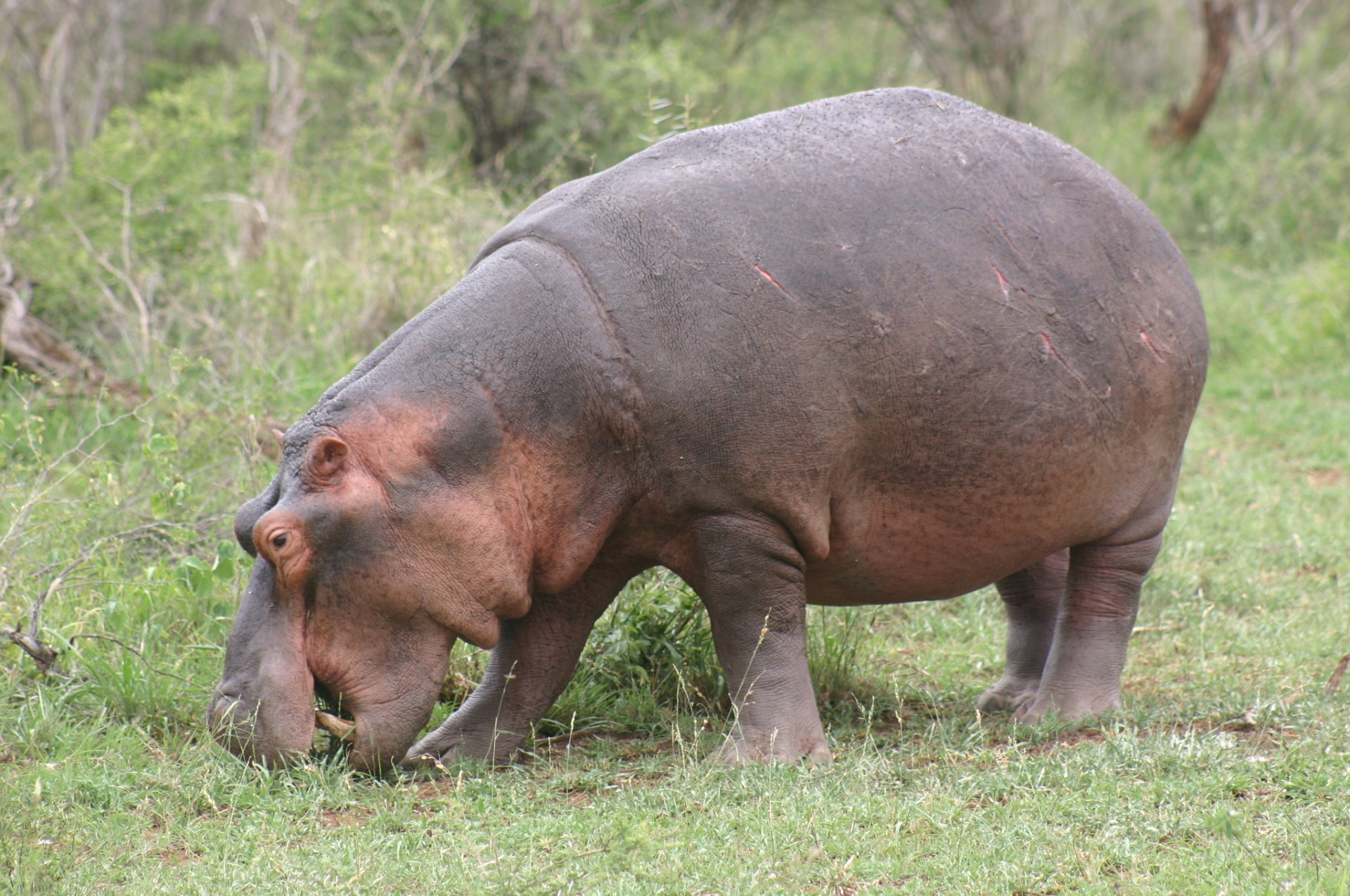 Ruta Jardí i Parc Kruger [EXODE 2025]