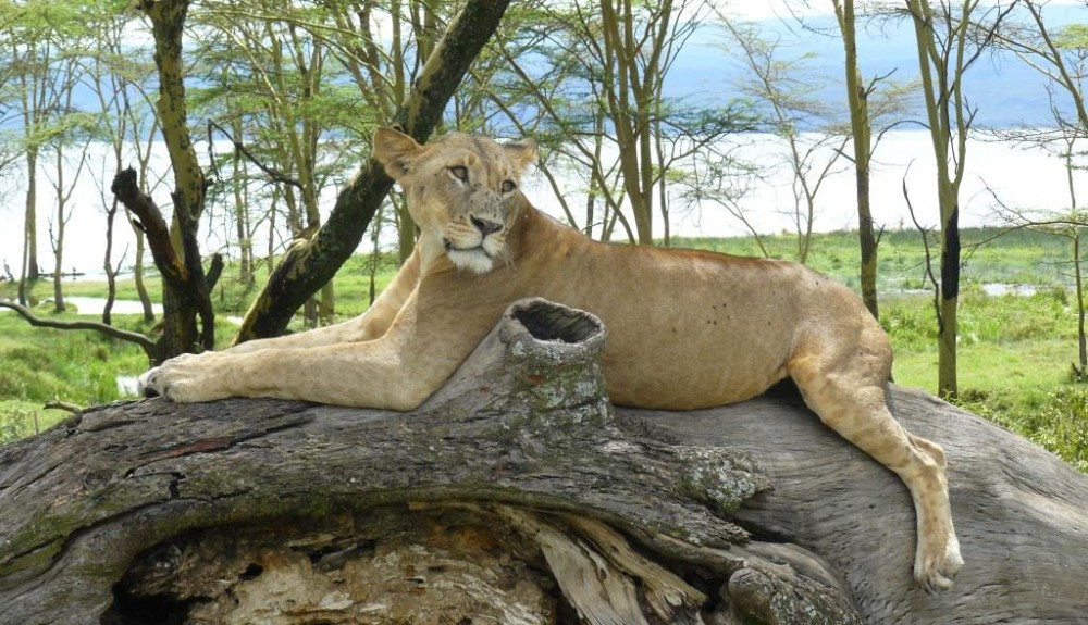 Safari Ripuripu [EXODE 2025]