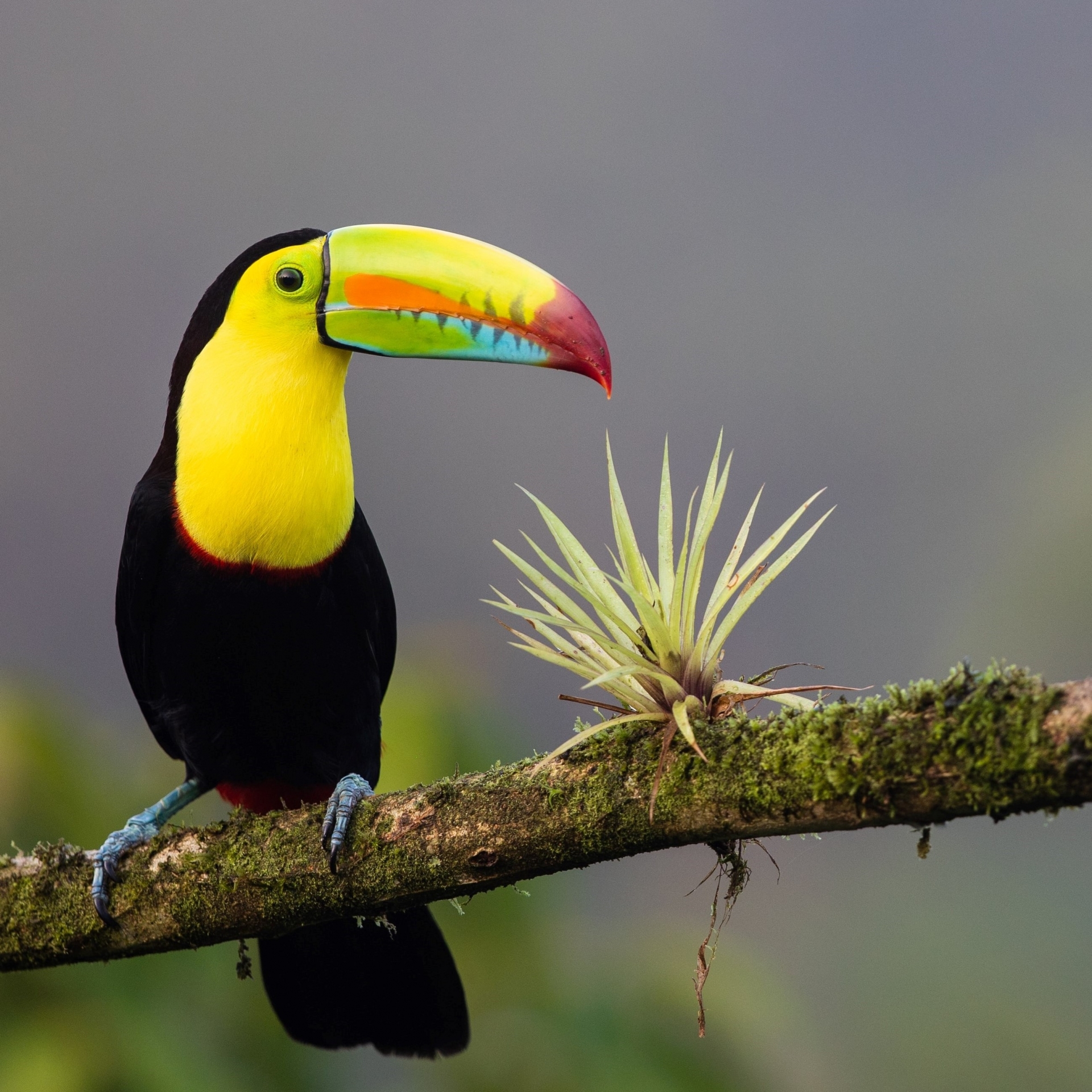 Volcans de Costa Rica [EXODE 2026]