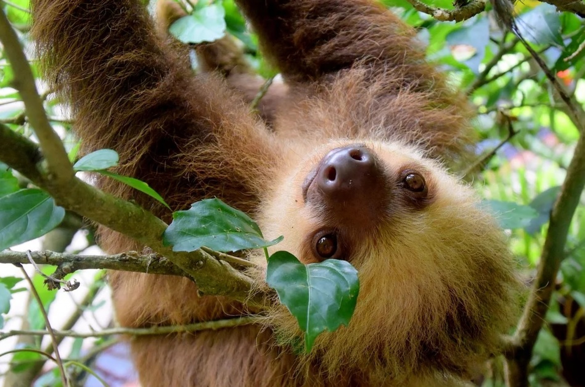 Parcs Nacionals de Costa Rica [EXODE 2025]