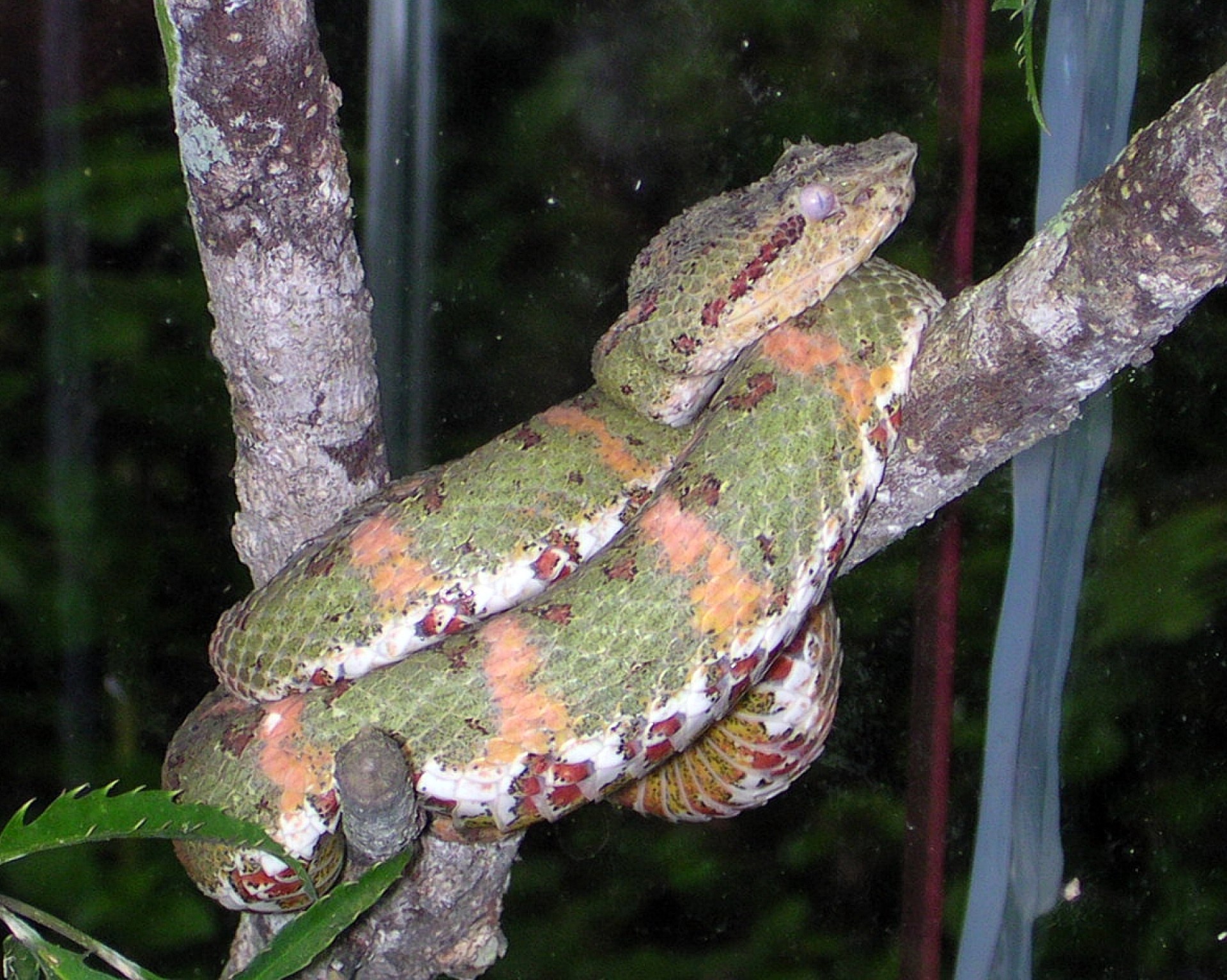 Esencia de Costa Rica [EXODE 2026]