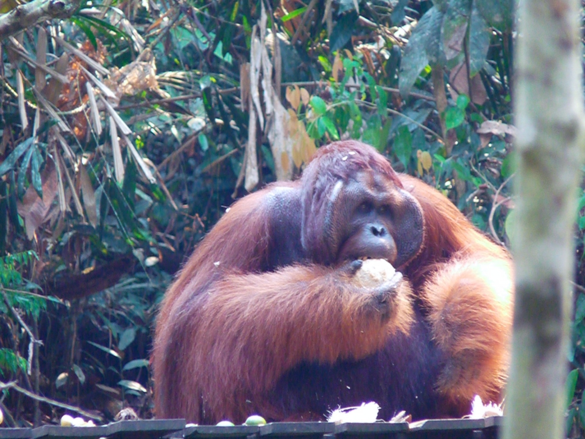 Singapur i Malàisia essencial amb Illes Perhentian [EXODE 2026]