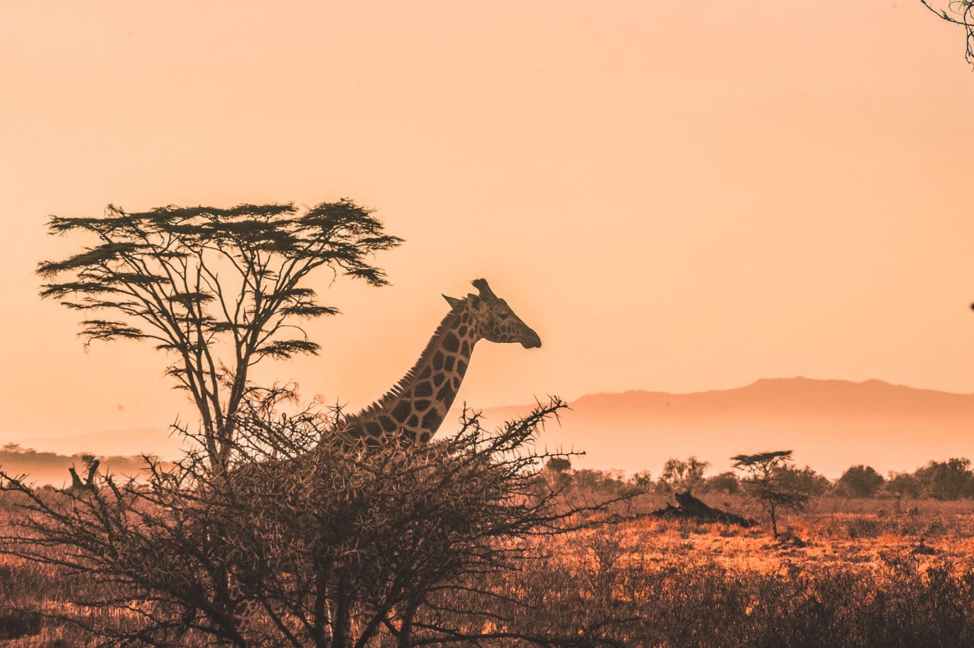 Memories de Kenia i Platges [EXODE 2025]