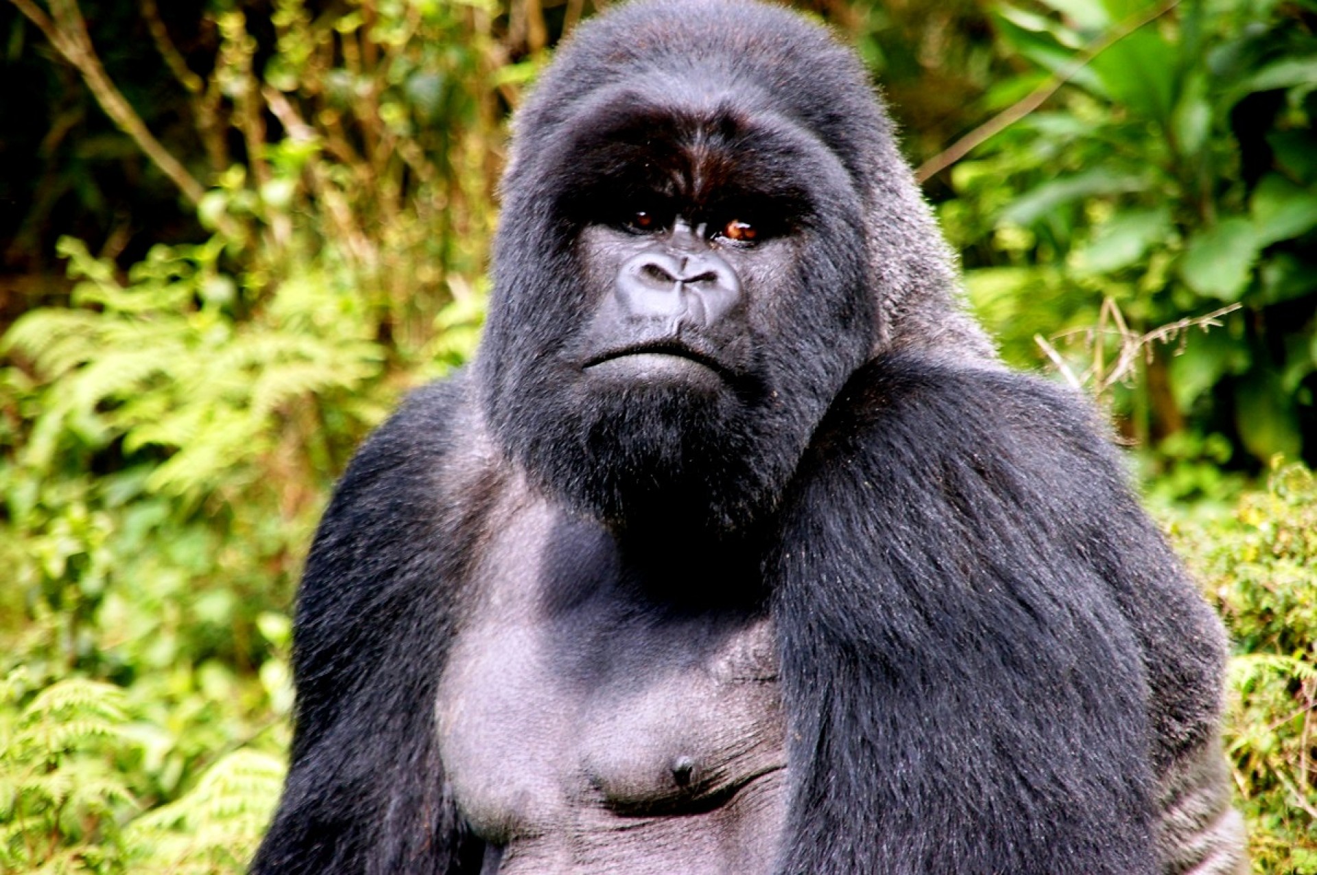 SAFARI TWENDE [EXODE 2026]