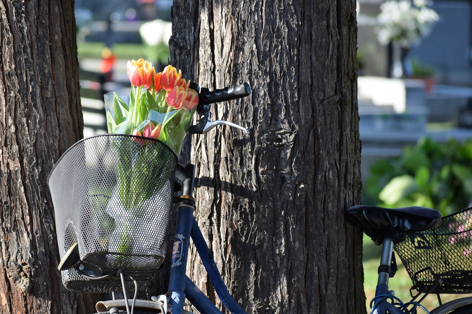 Ruta de les Tulipes [BIKE 2026]