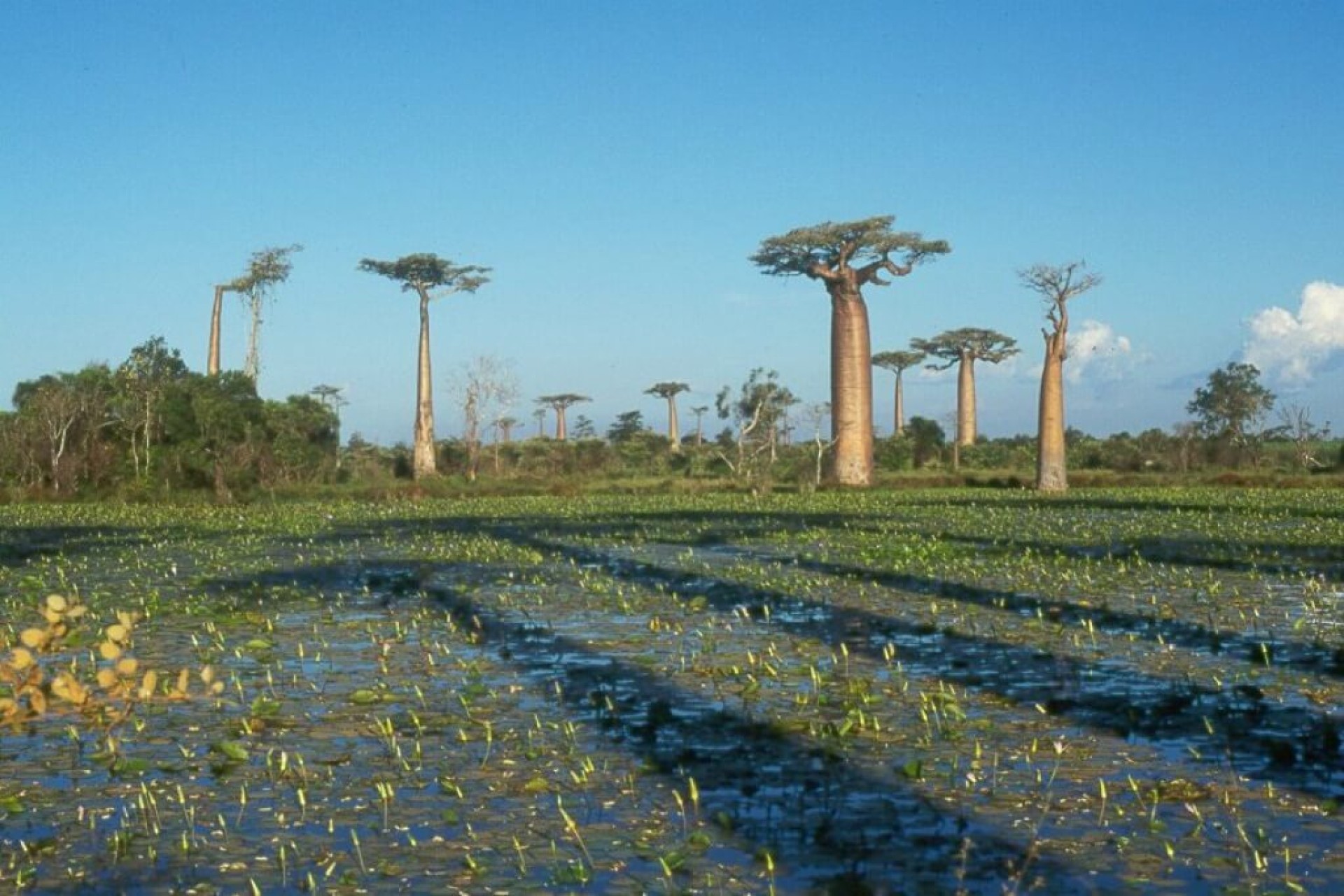 Expedició Baobab [EXODE 2025]