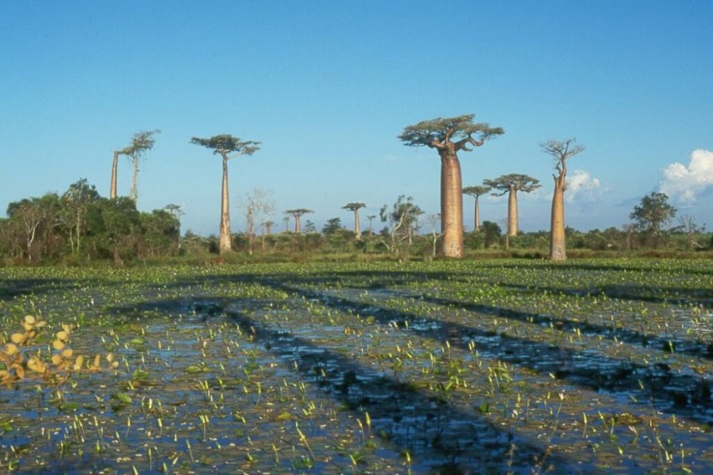 Expedició Baobab [EXODE 2025]
