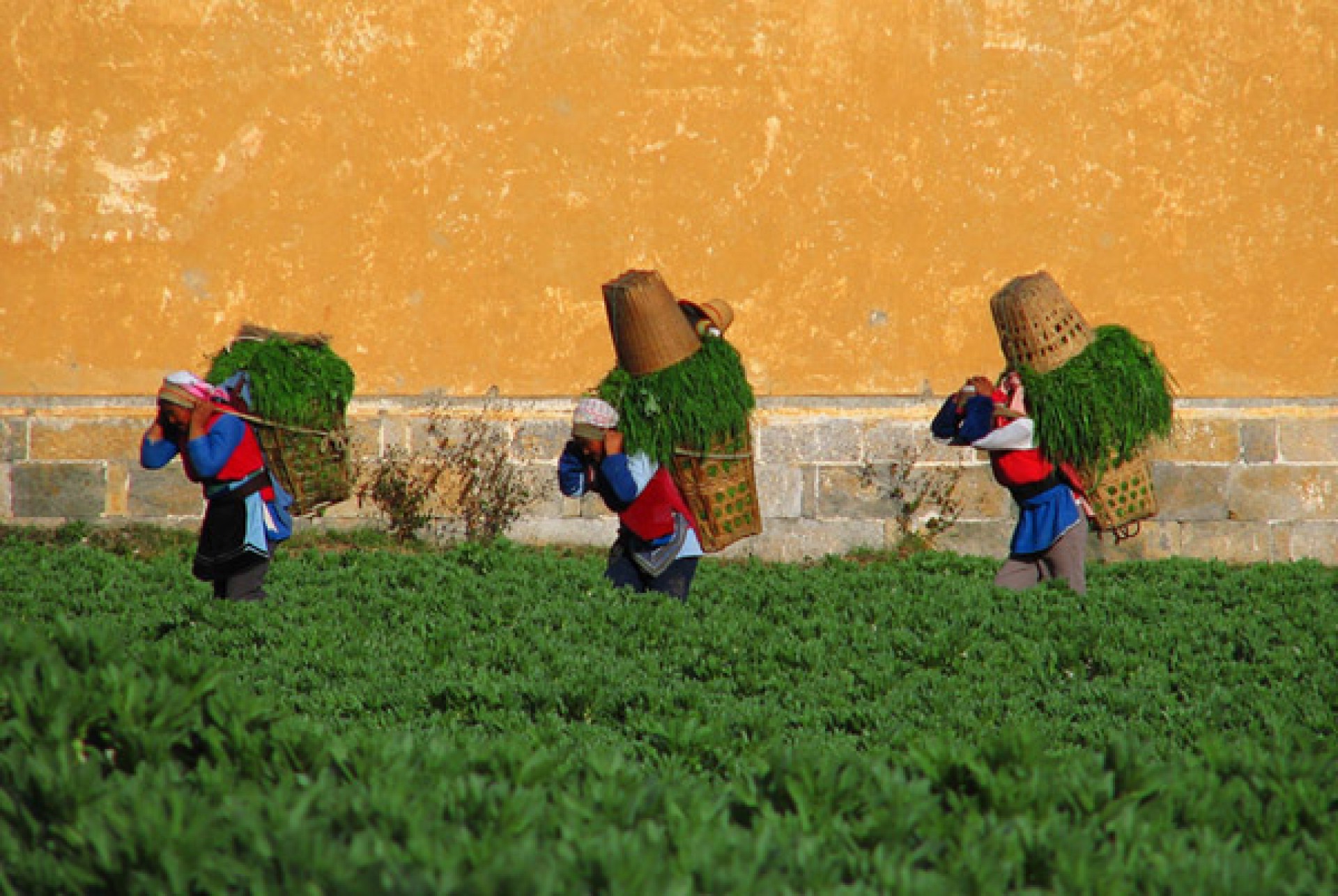 El país de l'Eterna Primavera [EXODE 2026]