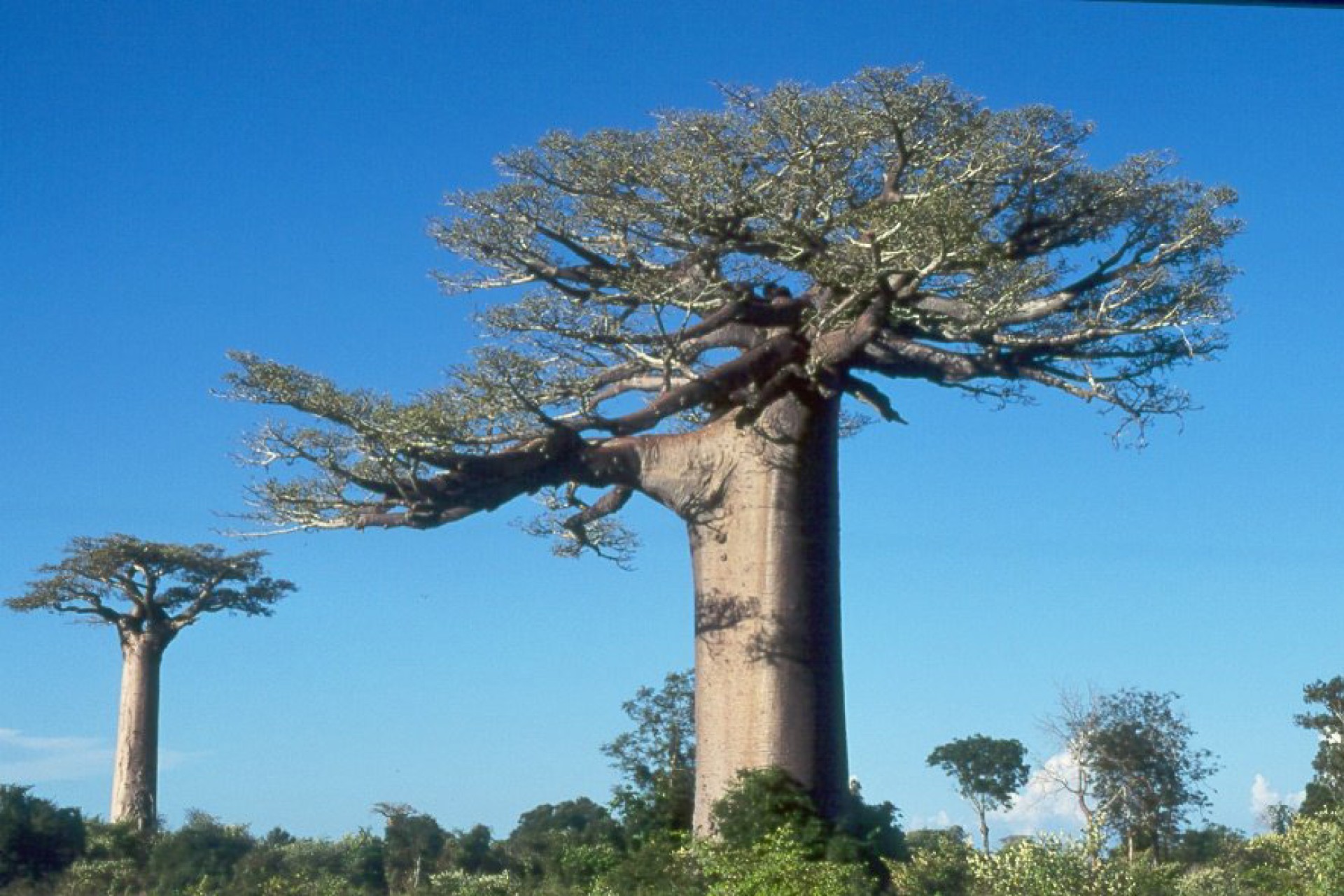 31 AGO - Fauna Malgaixa [EXODE 2026]