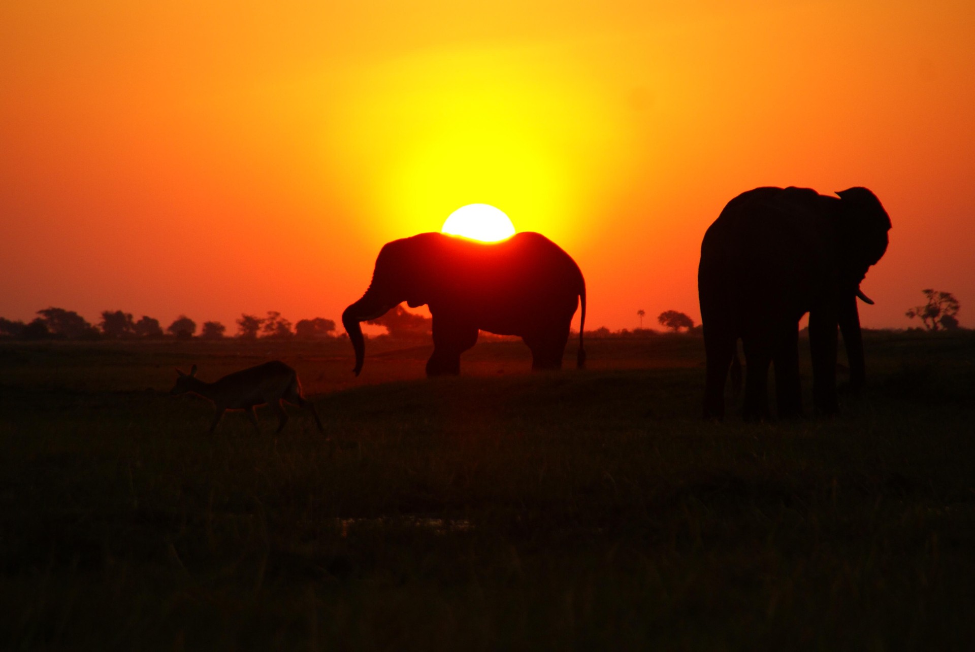 El Nord de Botswana Safari Móvil [EXODE 2025]
