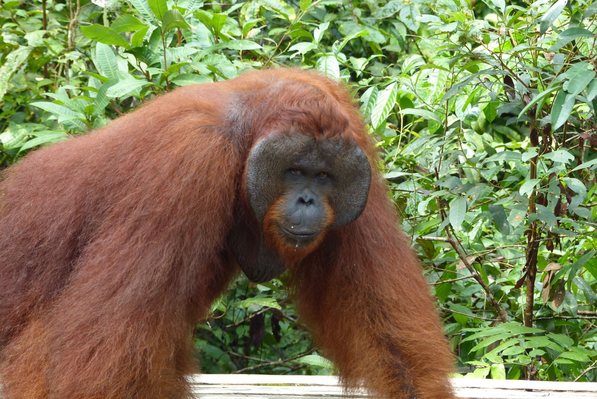 Selamat Datang [EXODE 2026]