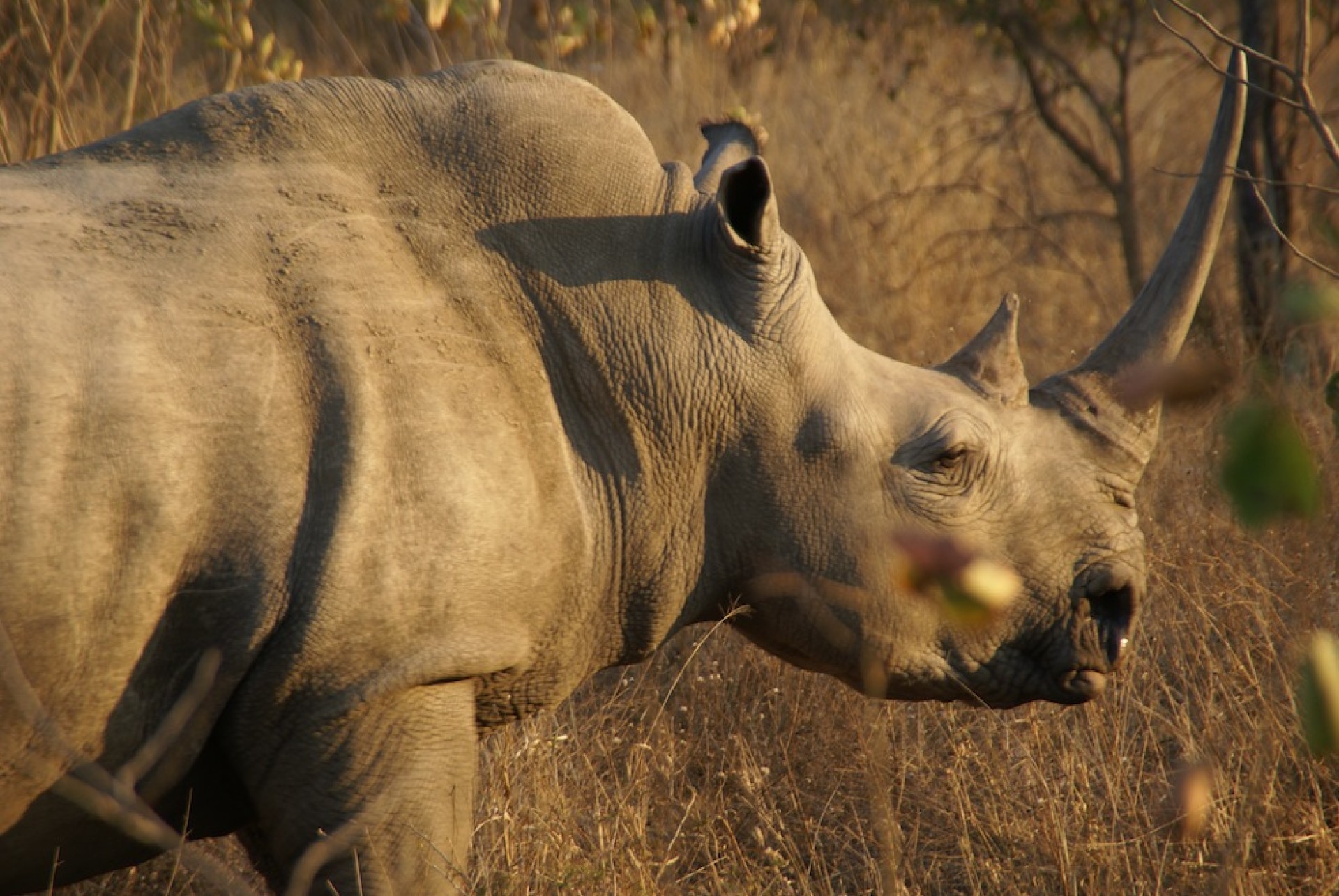 SUDÁFRICA EN LIBERTAD [EXODE 2026]