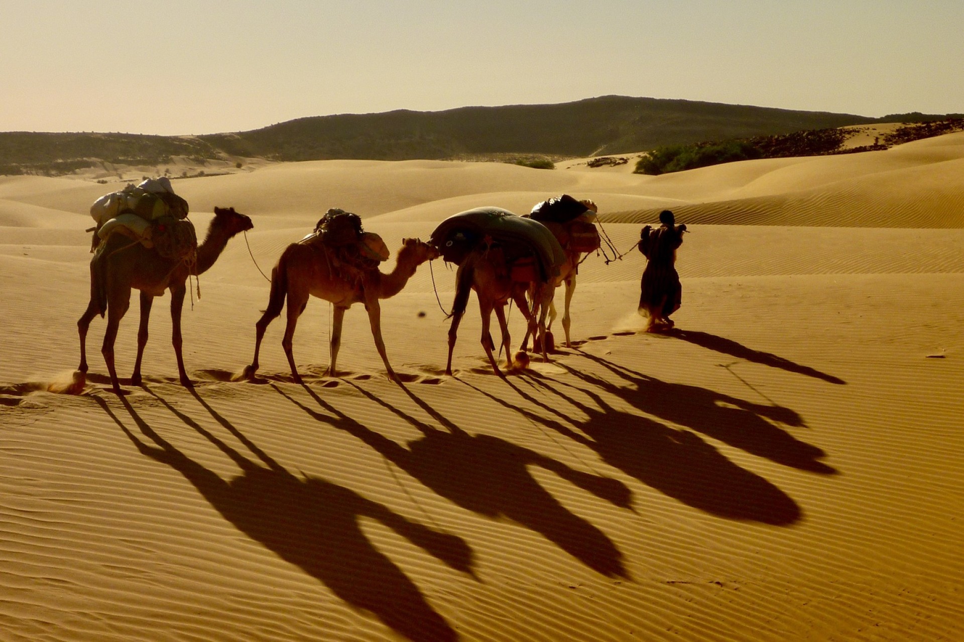 Ksour, ciutats i oasis del desert [2026]